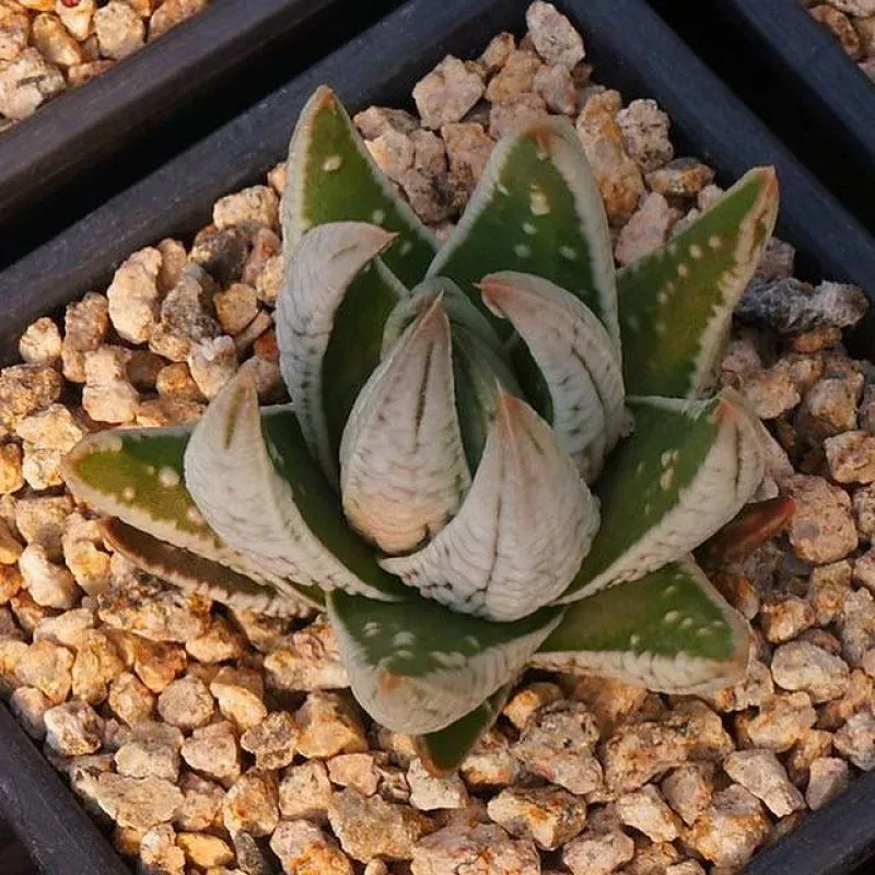 Haworthia Tears of an Angel, (Random)