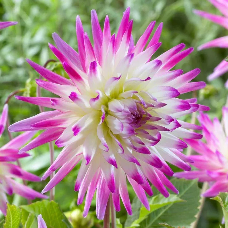 Hayley Jane Cactus Dahlia