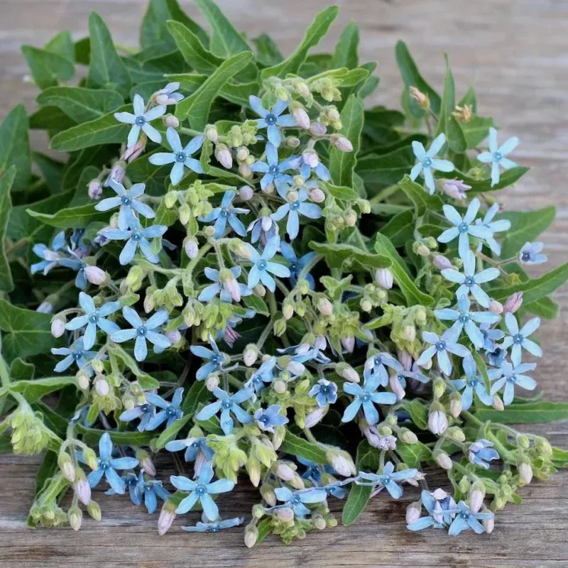 Heavenly Blue Milkweed / Tweedia