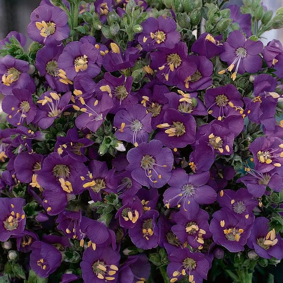 ‘Heavenly Habit’ Polemonium Seeds