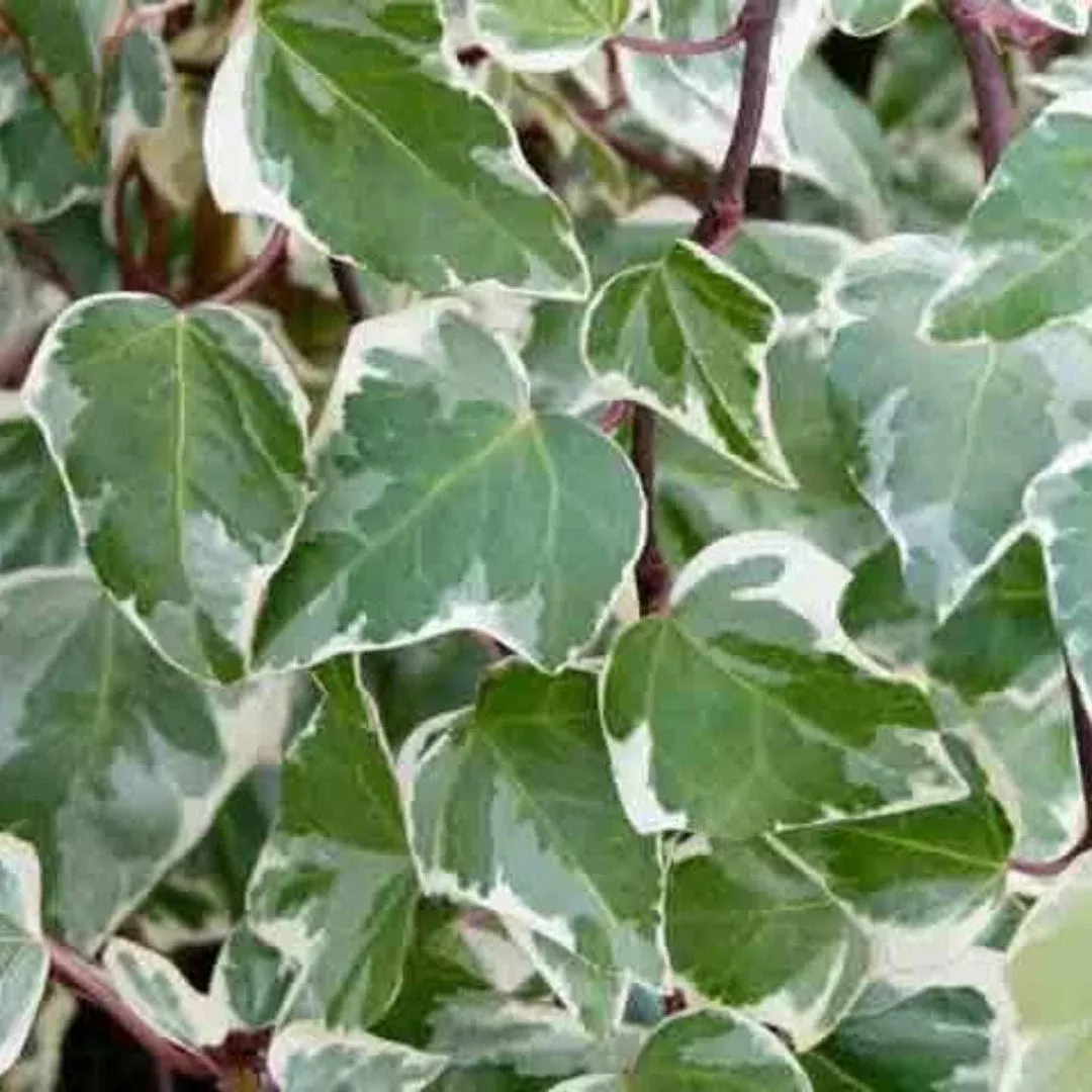 Hedera Algeriensis ‘Gloire De Marengo Ivy’