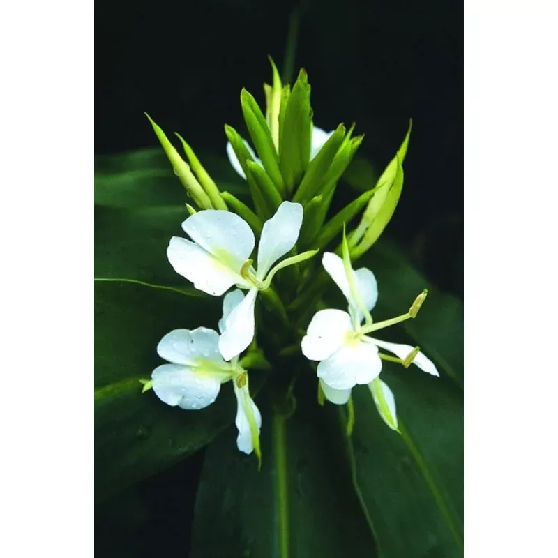 Hedychium Tai Mammoth