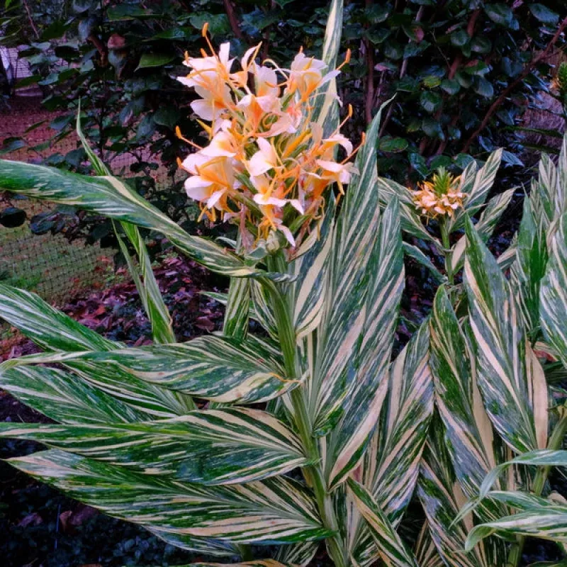 Hedychium Vanilla Ice