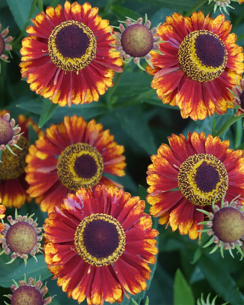 Helenium autumnale ‘Bandera’ (Sneezeweed)