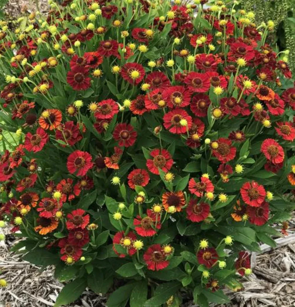Helenium autumnale Mariachi™ ‘Salsa’