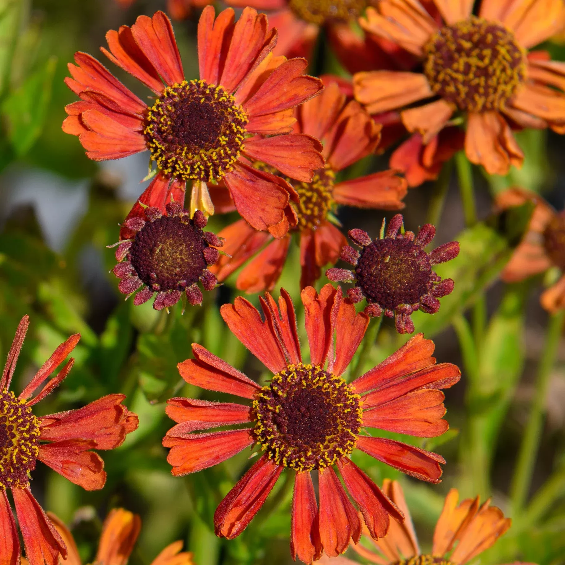 Helenium autumnale ‘Siesta’ (Sneezeweed)