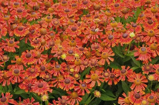 Helenium Mariachi Salsa – 1 Gallon