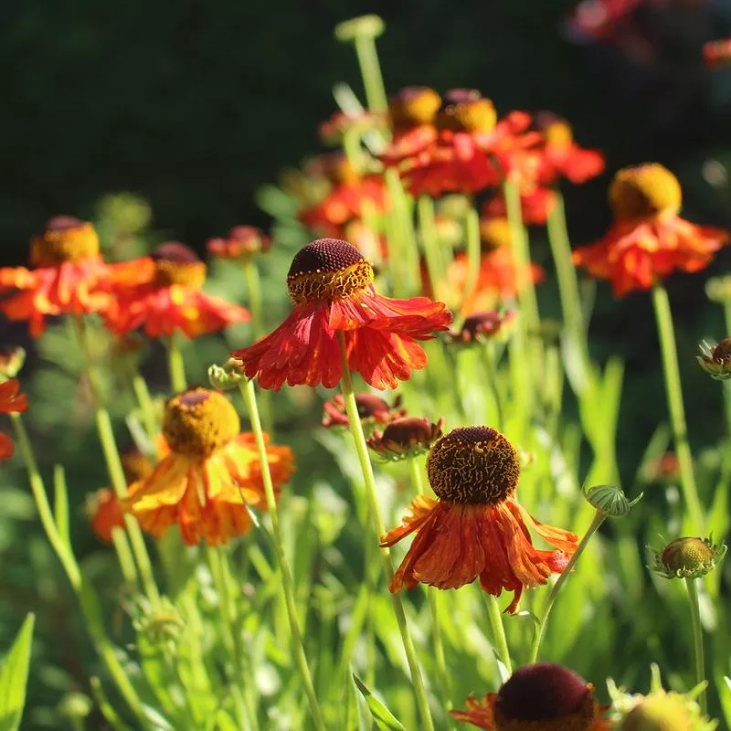 Helenium ‘Moerheim Beauty’