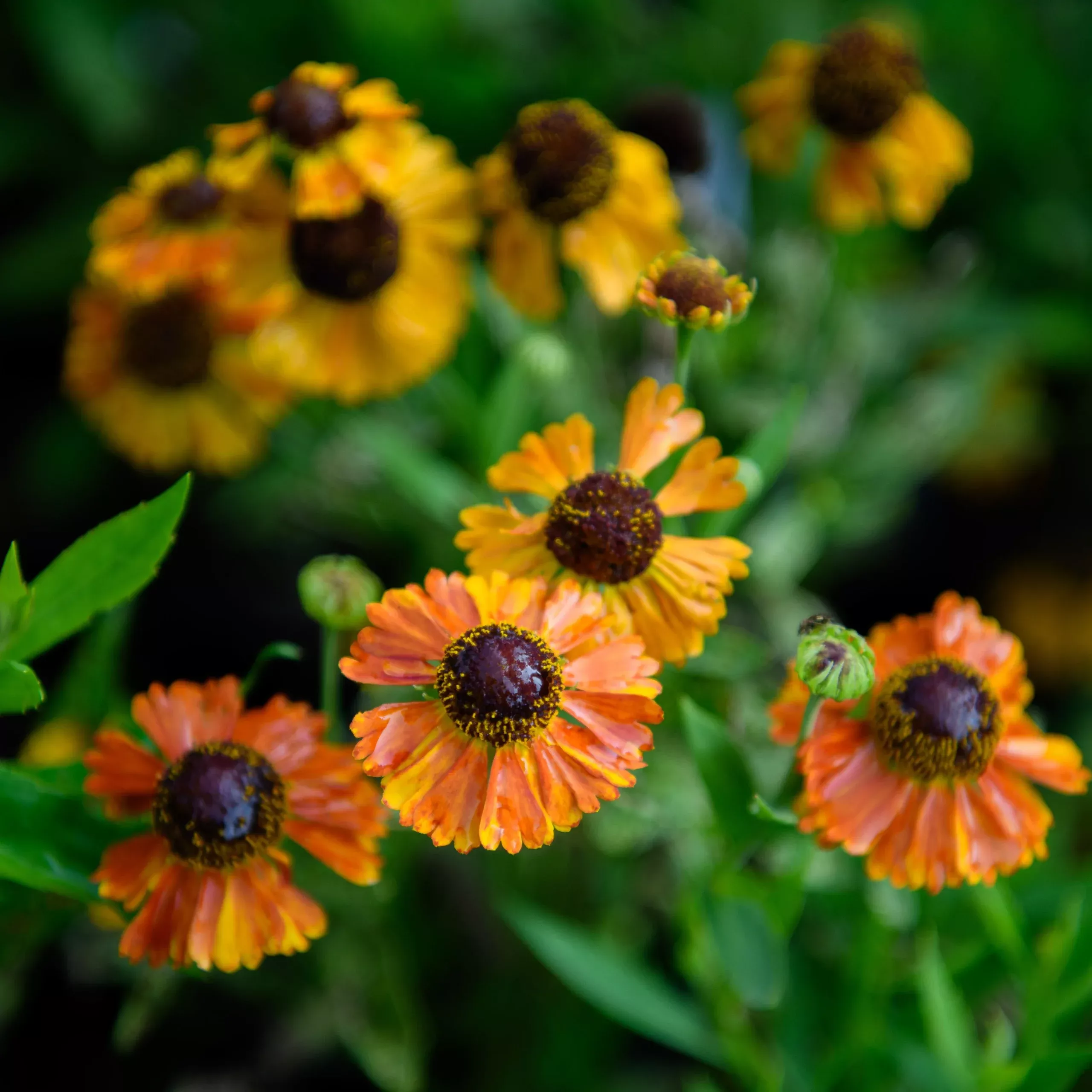 Helenium x ‘Mardi Gras’ (Sneezeweed)