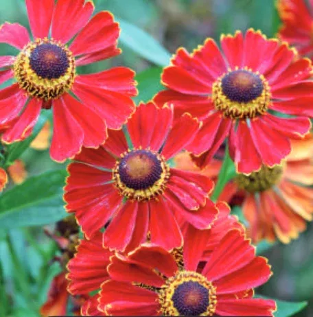 Helenium x ‘Potter’s Wheel’ (Sneezeweed)