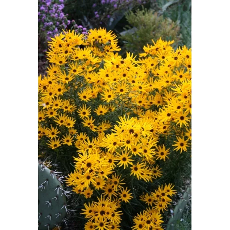 Helianthus angustifolius Low Down