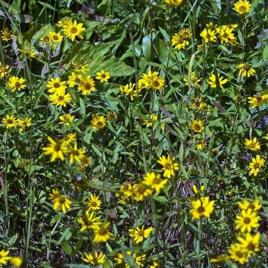 Helianthus decapetalus