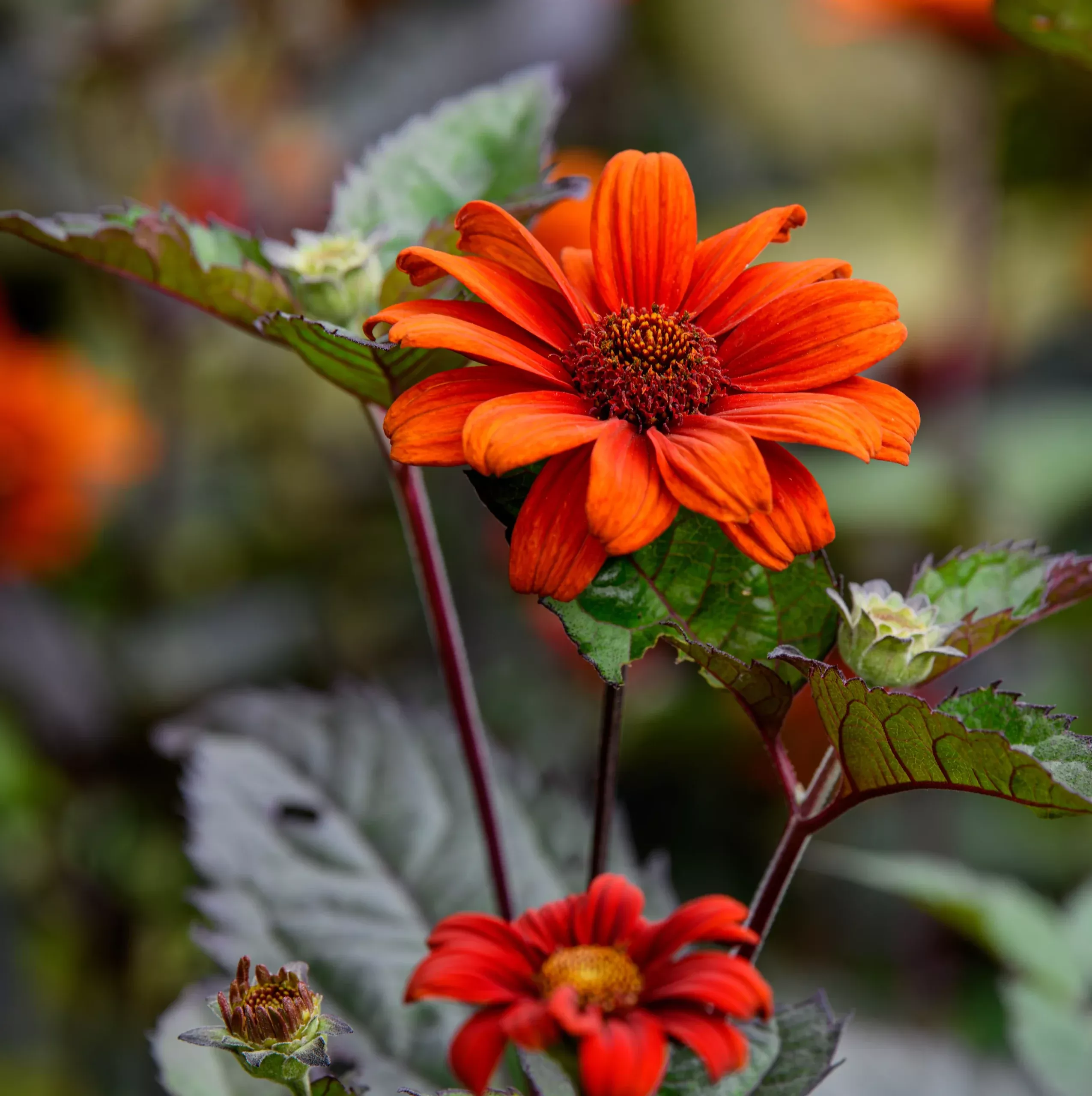 Heliopsis helianthoides ‘Bleeding Hearts’ (False Sunflower)
