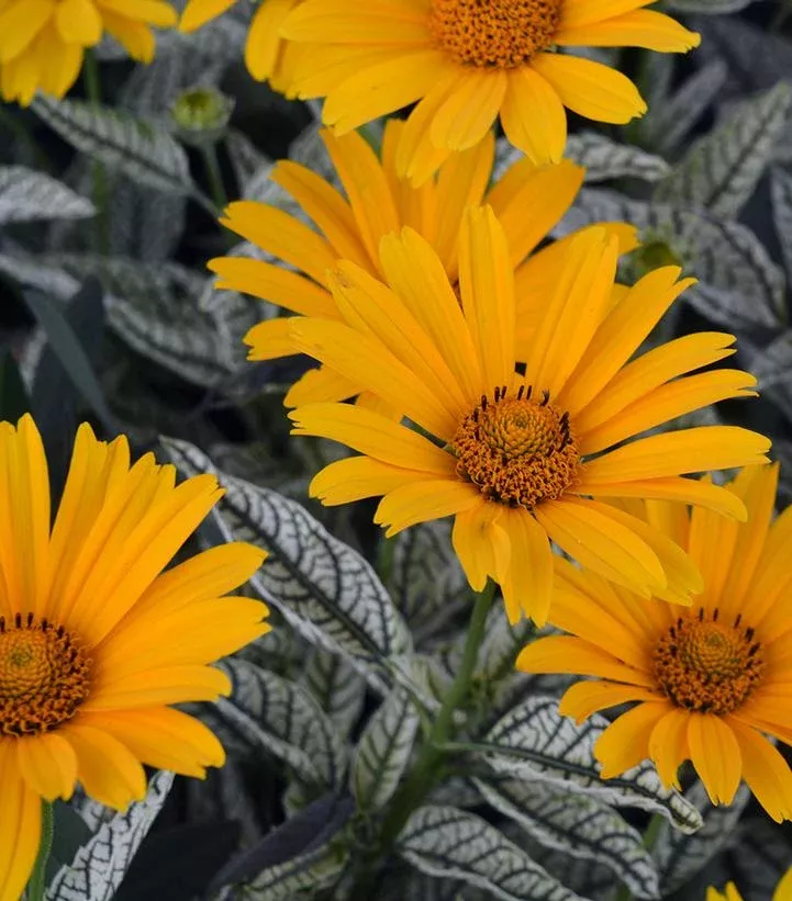 HELIOPSIS HELIANTHOIDES `SUNSTRUCK`