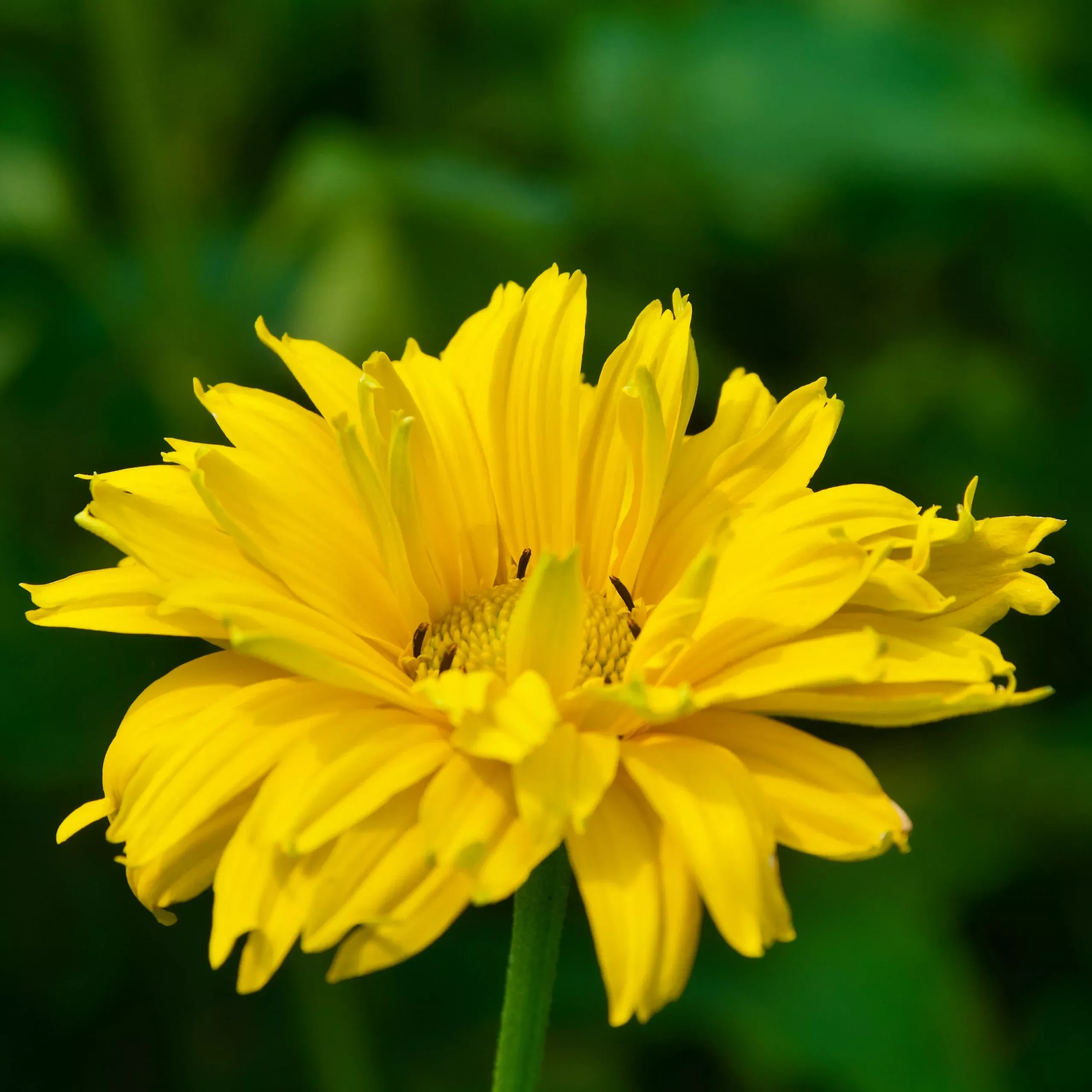 Heliopsis helianthoides var. scabra ‘Ballerina’ (False Sunflower)
