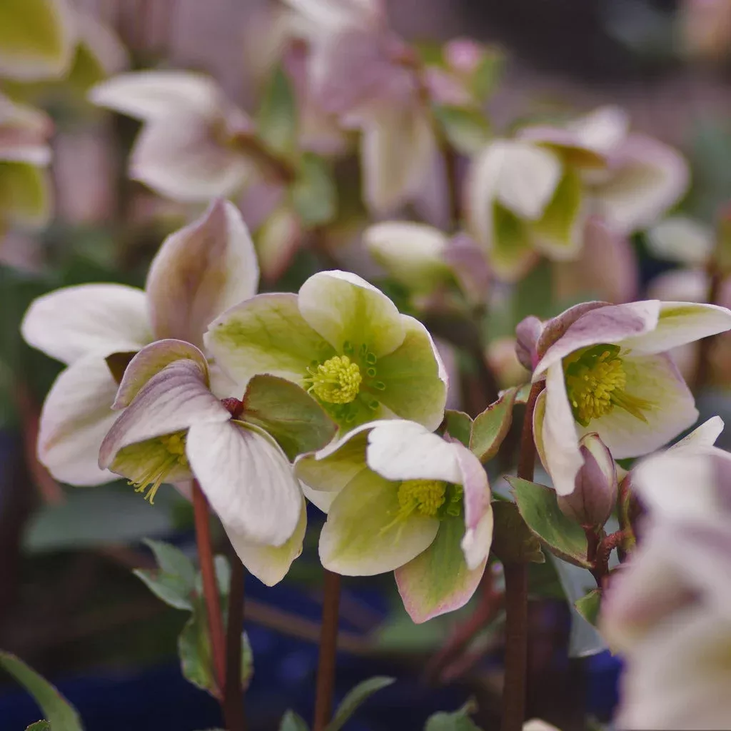 Hellebore, Ivory Prince Lenten Rose
