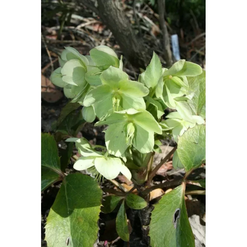 Helleborus argutifolius Laurelhurst