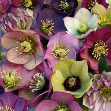 Helleborus ‘Brandywine’