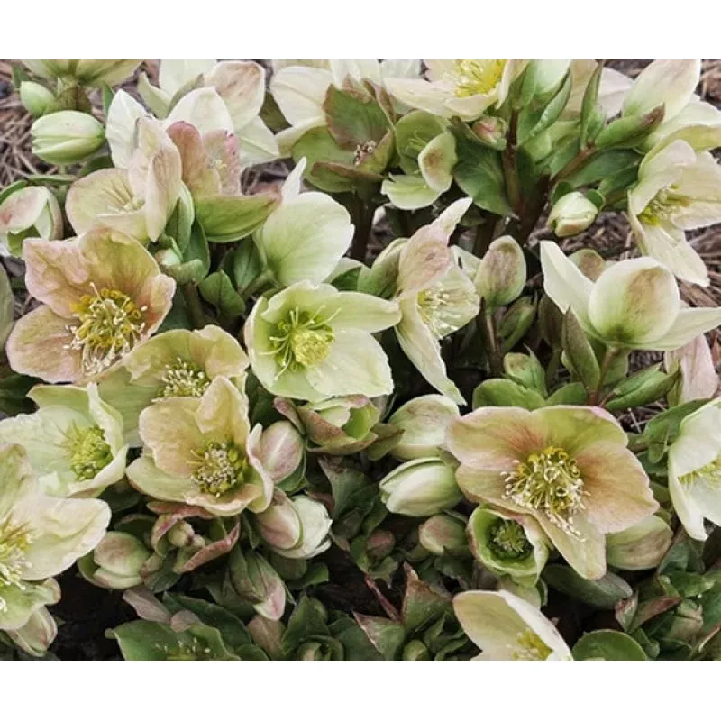 Helleborus ericsmithii Champion 3 QT