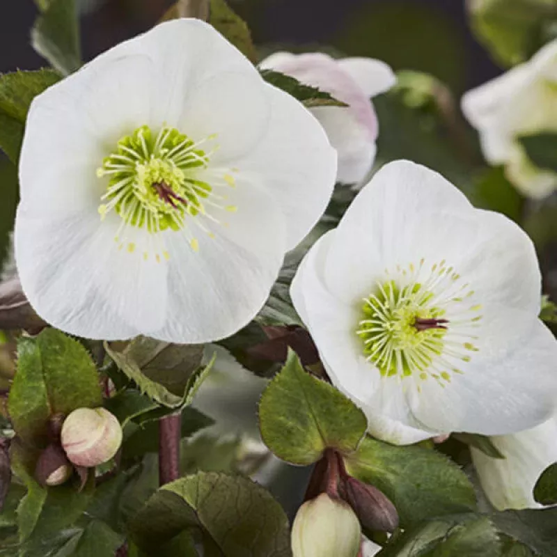 Helleborus glandorfensis Ice n Roses Bianco