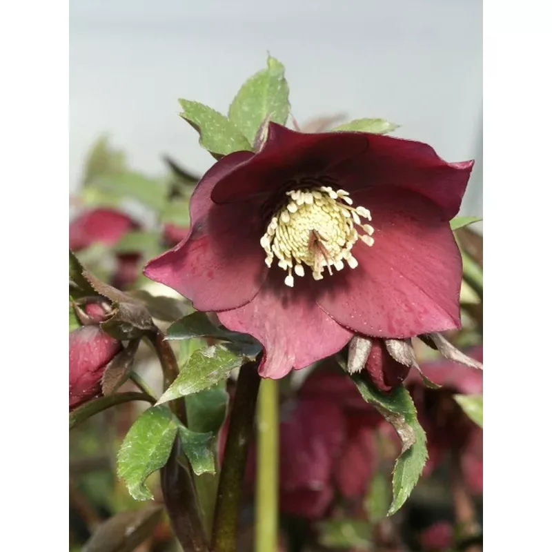 Helleborus hybridus Heronswood Violet Red Strain