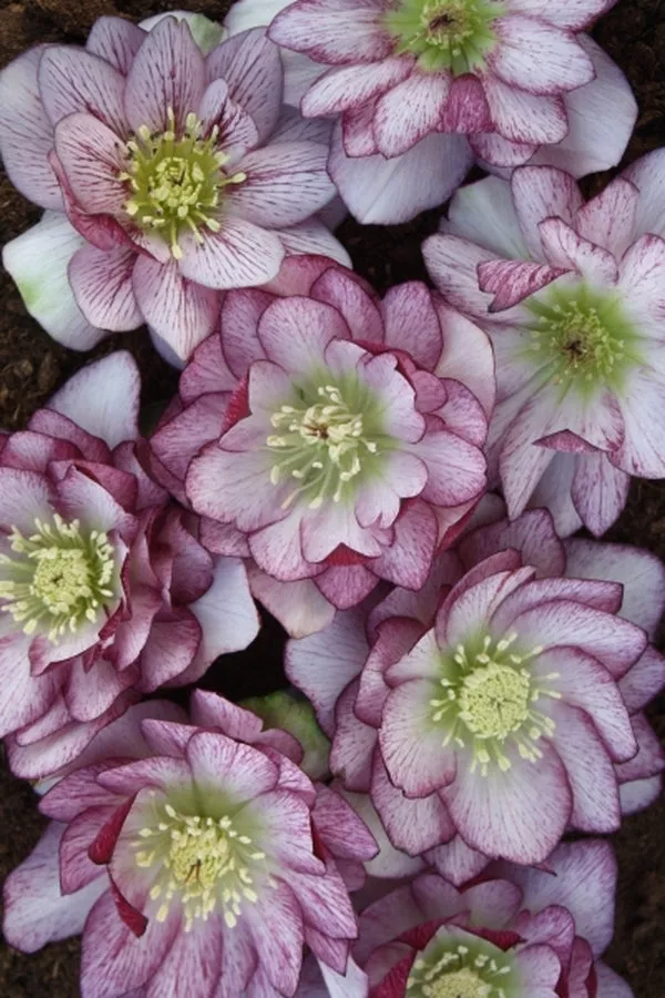 Helleborus hybridus PDN Double Bicolor 2 QT