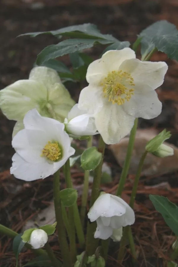 Helleborus niger Nell Lewis