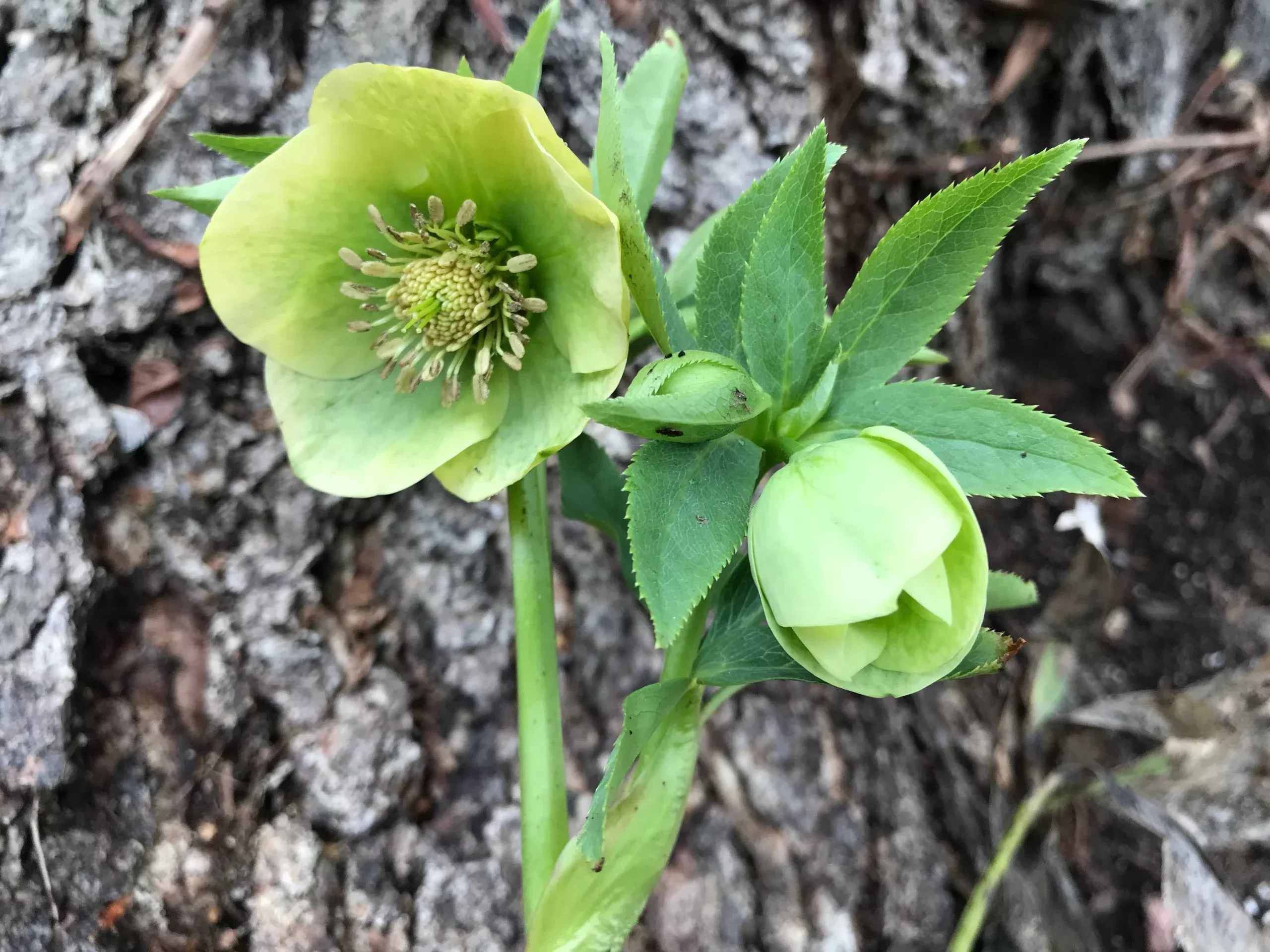 Helleborus orientalis ‘Yellow Lady’