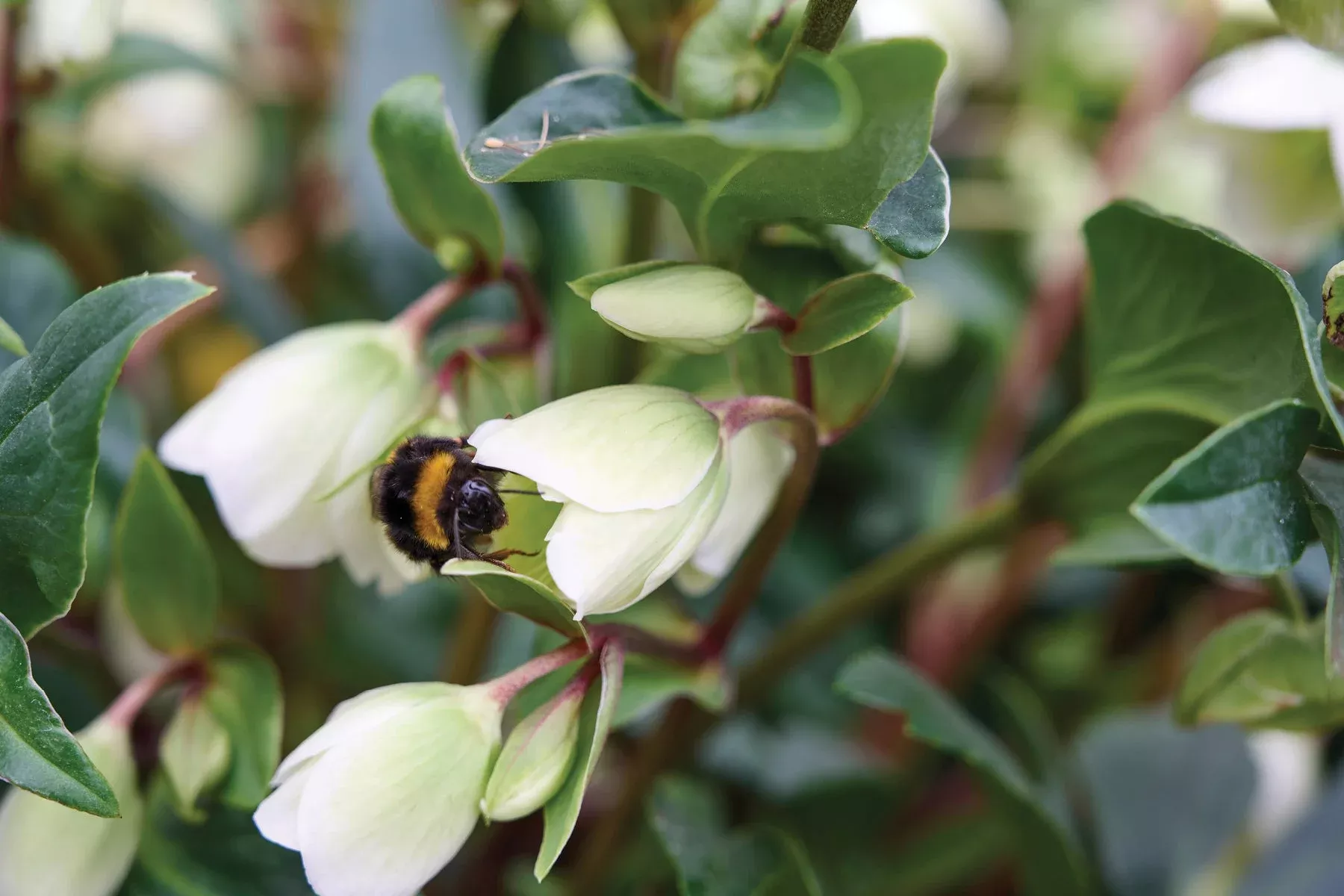 Helleborus ‘Winterbells’ Lenten Rose Perennial. Rare Upward-Looking Flower Heads. Loves Shade with Winter Sun.