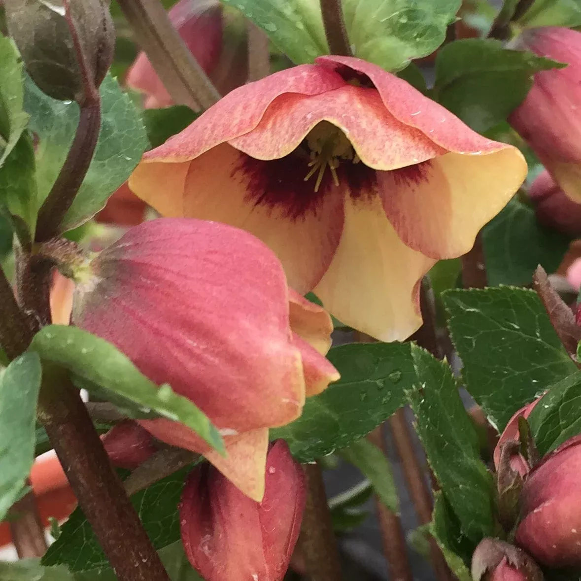 Helleborus x hybridus ‘Sandy Shores’