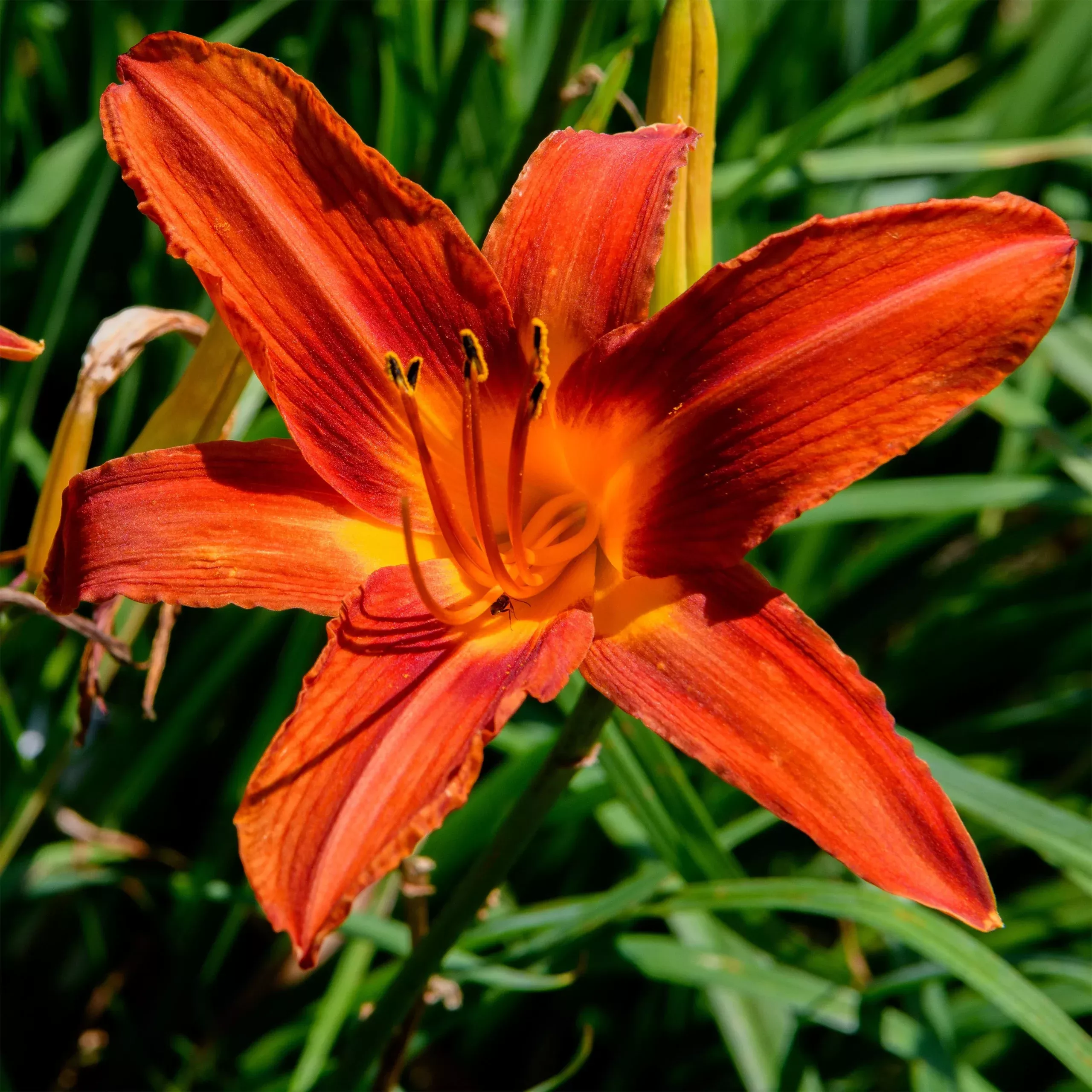 Hemerocallis ‘Autumn Red’ (Daylily)
