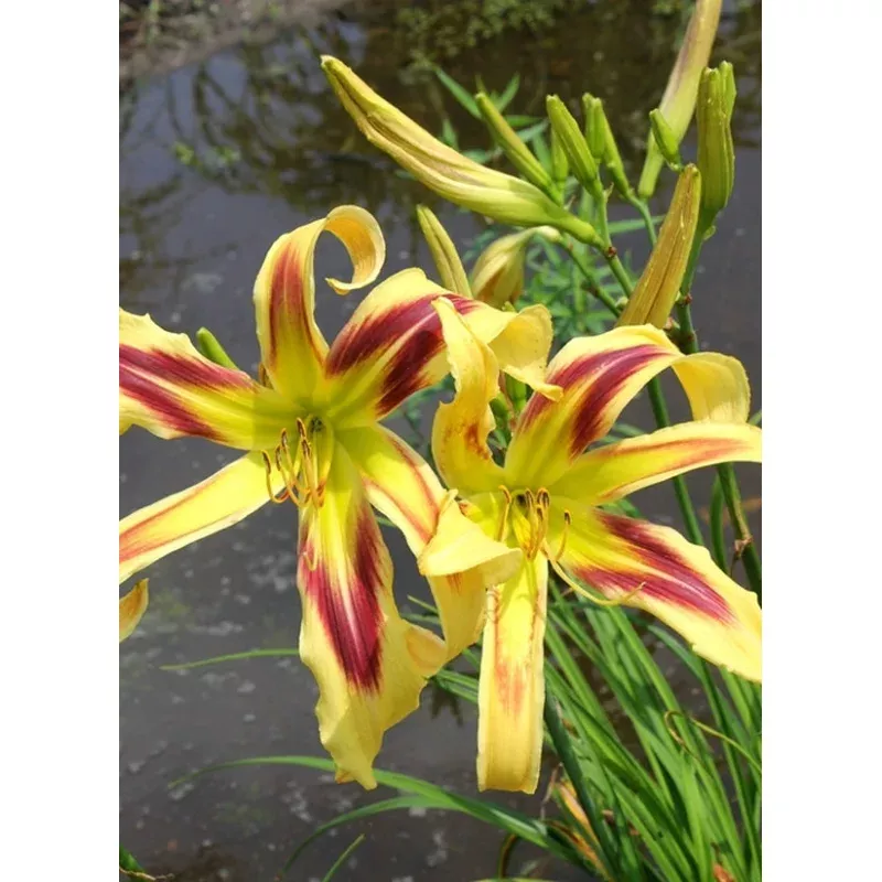 Hemerocallis Free Wheelin