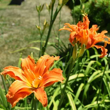 Hemerocallis fulva ‘Kwanso’