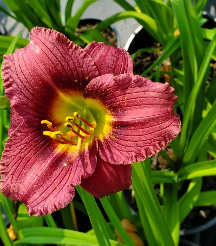 Hemerocallis `Little Grapette`