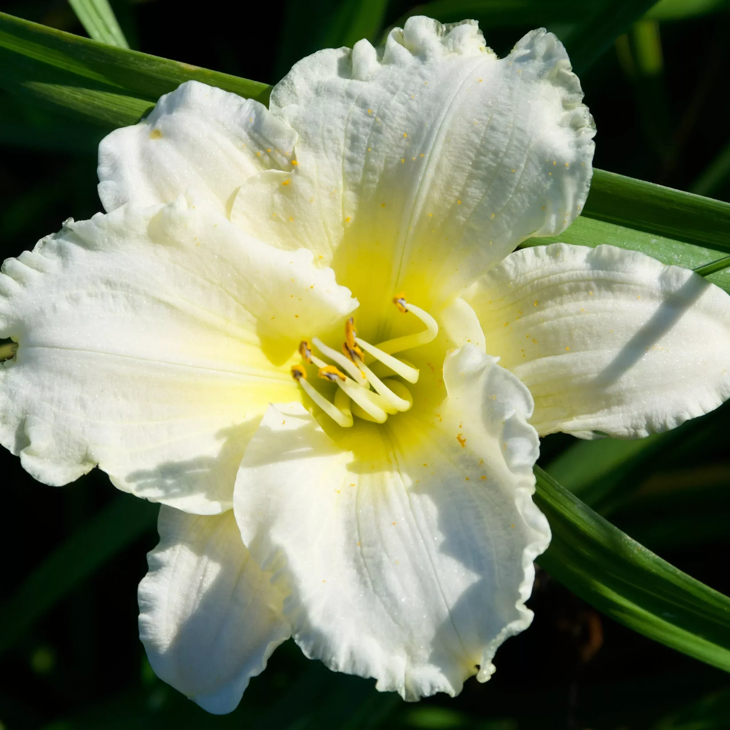 Hemerocallis ‘New Falling Stars’ (Daylily)