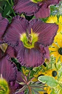 Hemerocallis Pandora’s Box