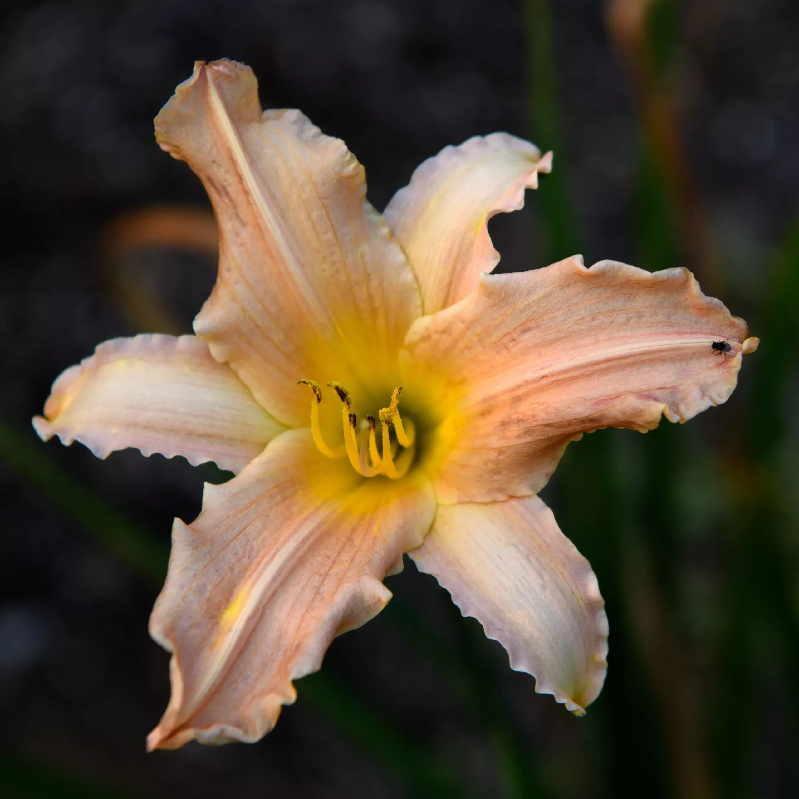 Hemerocallis ‘Pink Divinity’ (Daylily)