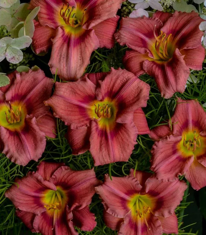 Hemerocallis ‘Rosy Returns’