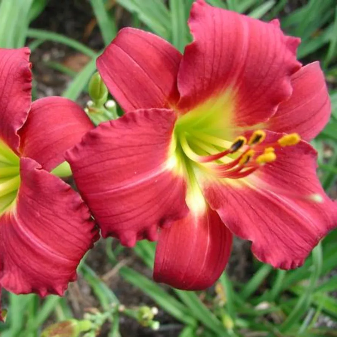 Hemerocallis Ruby Stella Daylily Multipack