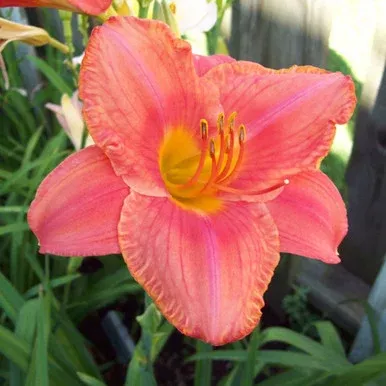 HEMEROCALLIS `SOUTH SEAS`