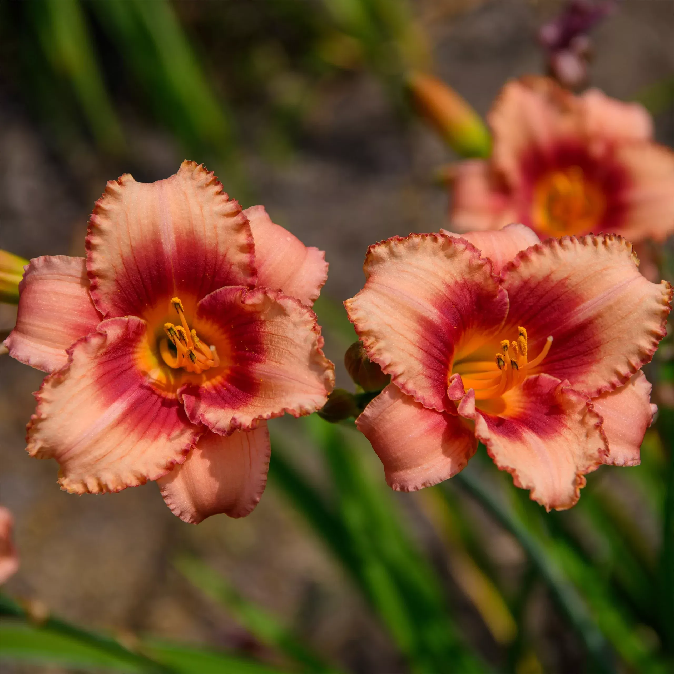 Hemerocallis ‘Strawberry Candy’ (Daylily)