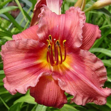 Hemerocallis `Strawberry Candy`