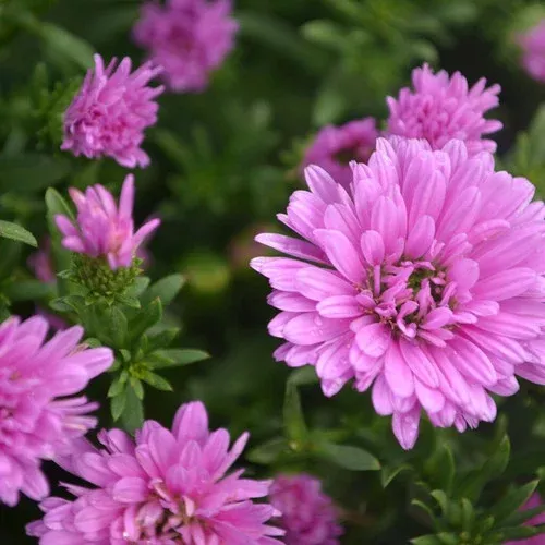 Henry III Pink’ Aster