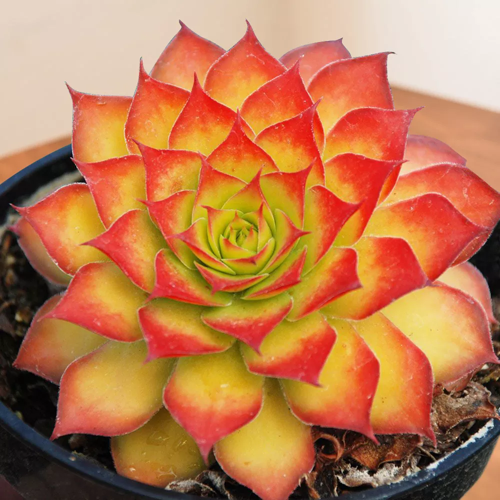 Hens & Chicks Chick Charms Gold Nugget PP (Sempervivum hybrid)