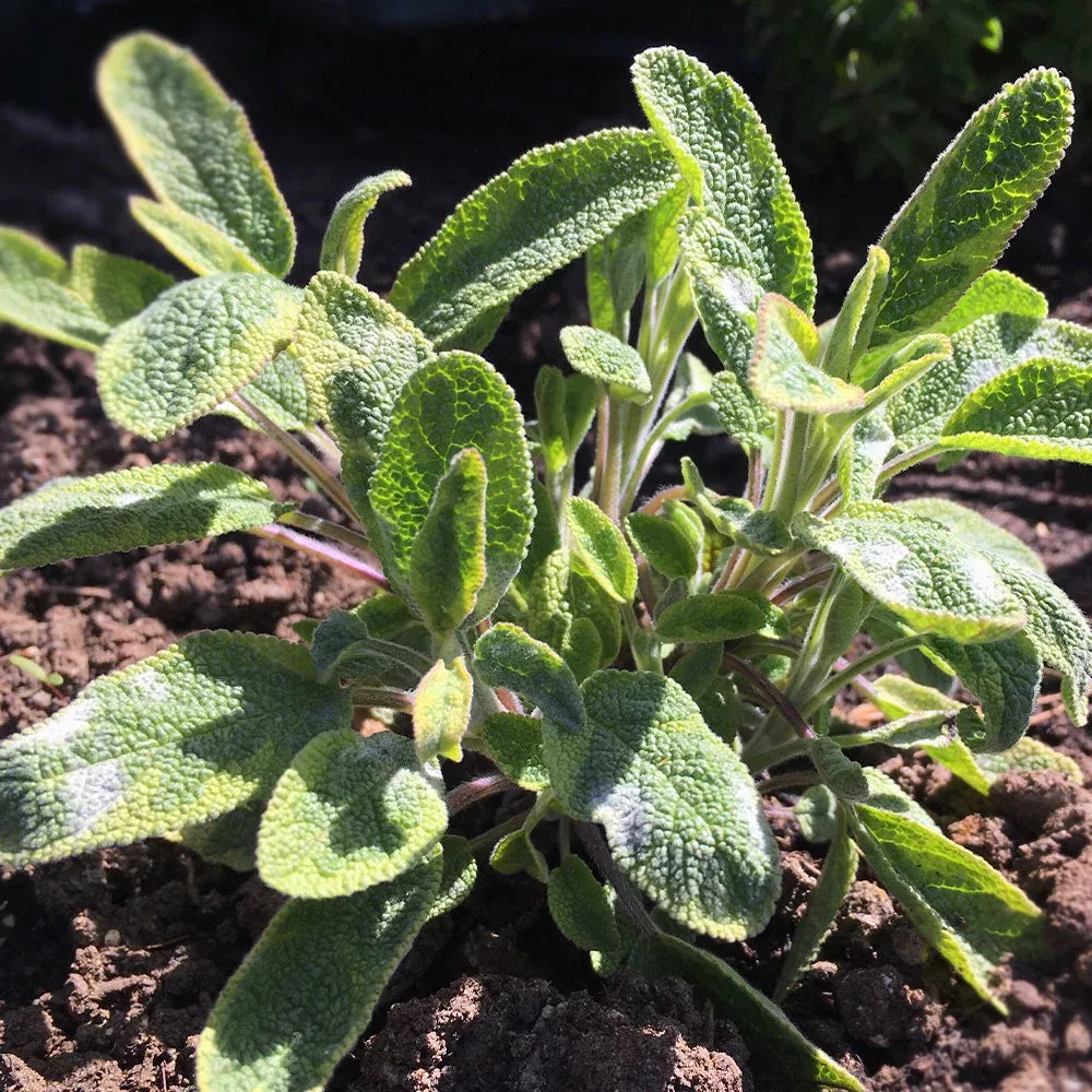 Herb, 6″ Pot