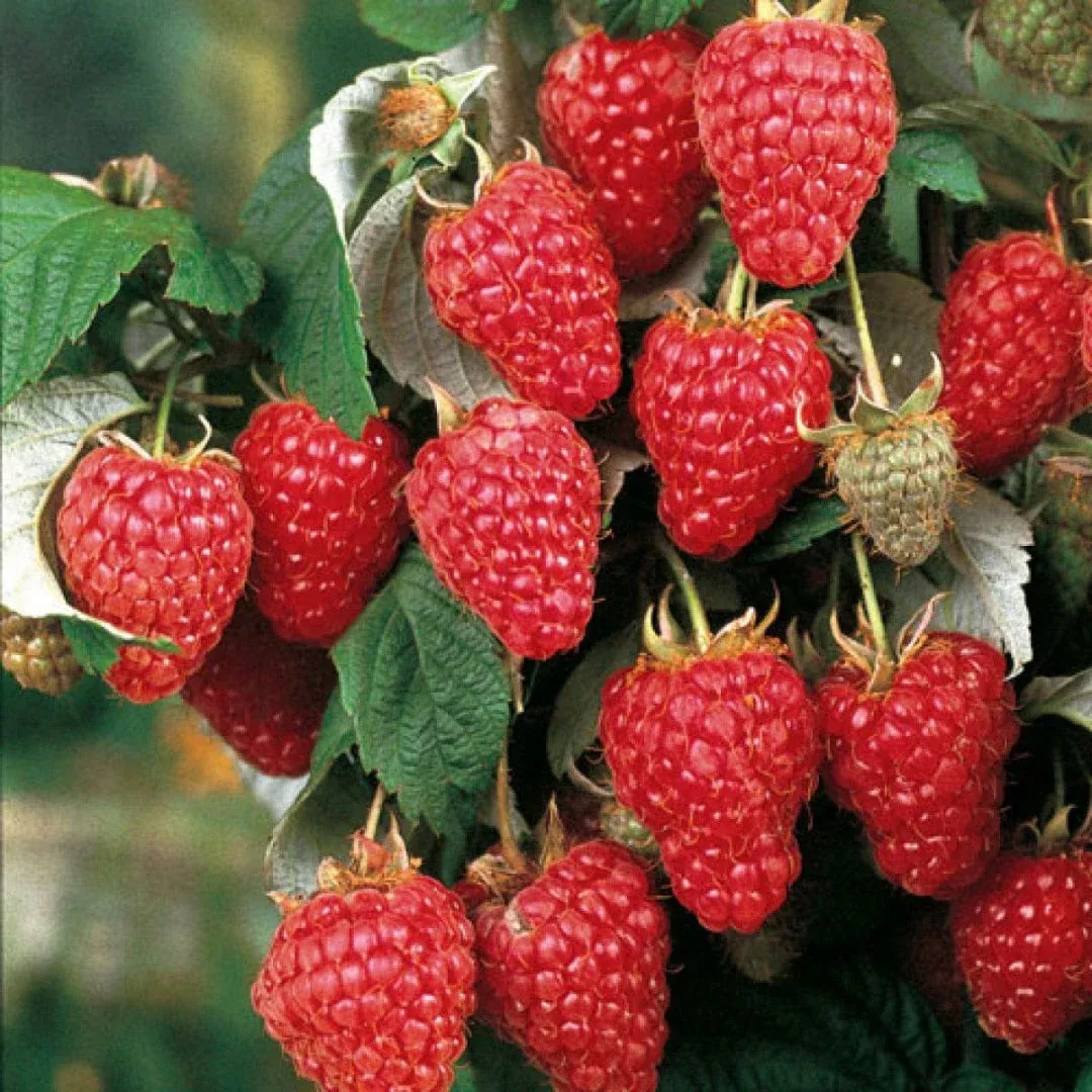 Heritage Raspberry Plant – Everbearing Red Raspberry Classic (Rubus idaeus ‘Heritage’)