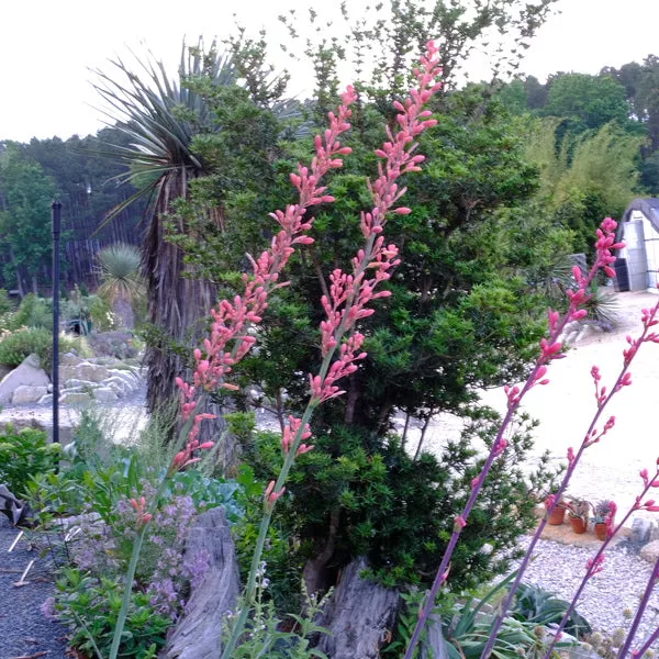 Hesperaloe parviflora Coral Glow PP 29626
