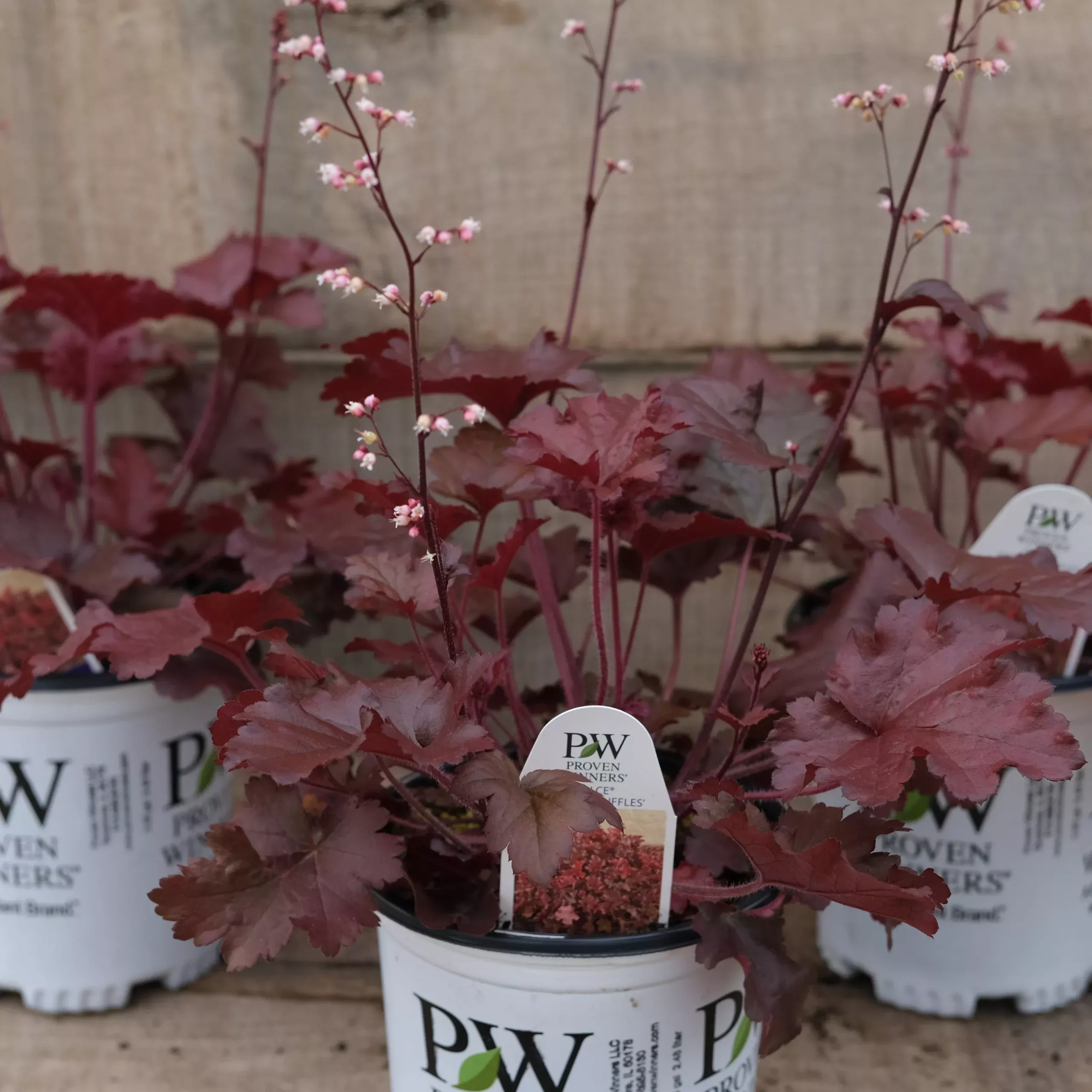Heuchera Cherry Truffles – Coral Bells