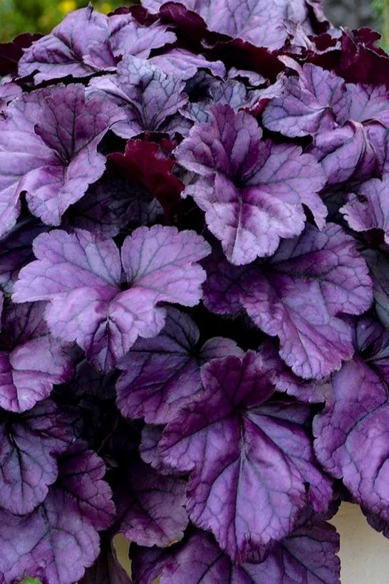 HEUCHERA DOLCE `WILDBERRY`