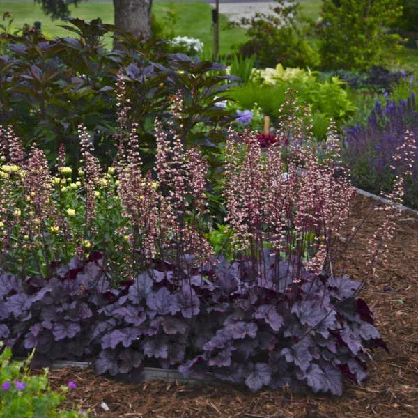 Heuchera Grape Expectations – Coral Bells